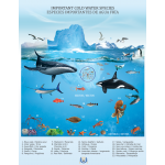 Póster de Especies importantes de agua fría